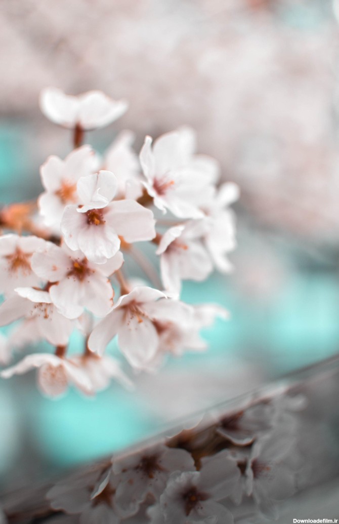 عکس زمینه شکوفه گل بهاری سفید پس زمینه