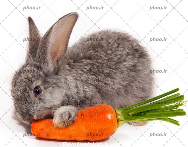 عکس یک خرگوش خاکستری در حال خوردن هویج – عکس با کیفیت و تصاویر ...