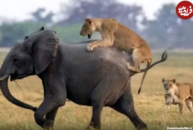 (ویدئو)  لحظه تلخ حمله دو شیر به یک بچه فیل!