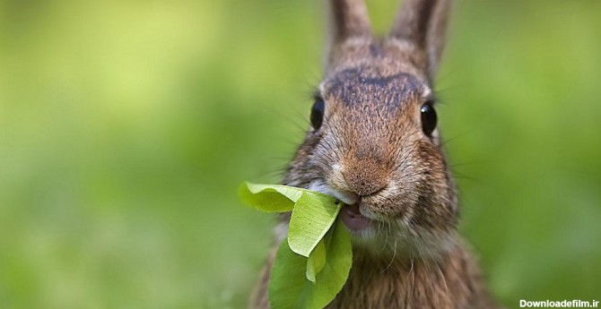 زبان بدن خرگوش ها – نحوه ارتباط با خرگوش ها - پتیا