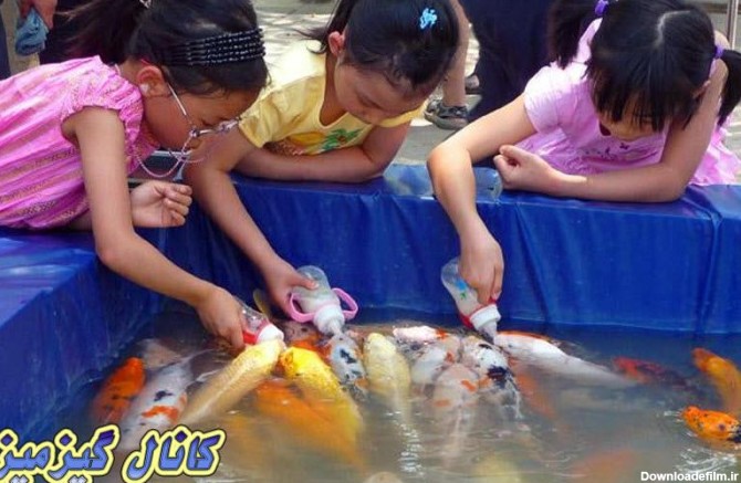 چین ماهی های قرمز را طوری تربیت کردن که فقط با شیشه شیر غ - عکس ویسگون