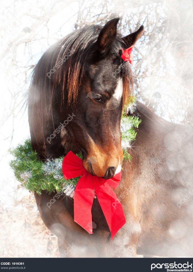 تصویر رویایی کریسمس از یک اسب عربی خلیج تیره با تاج گل و ...