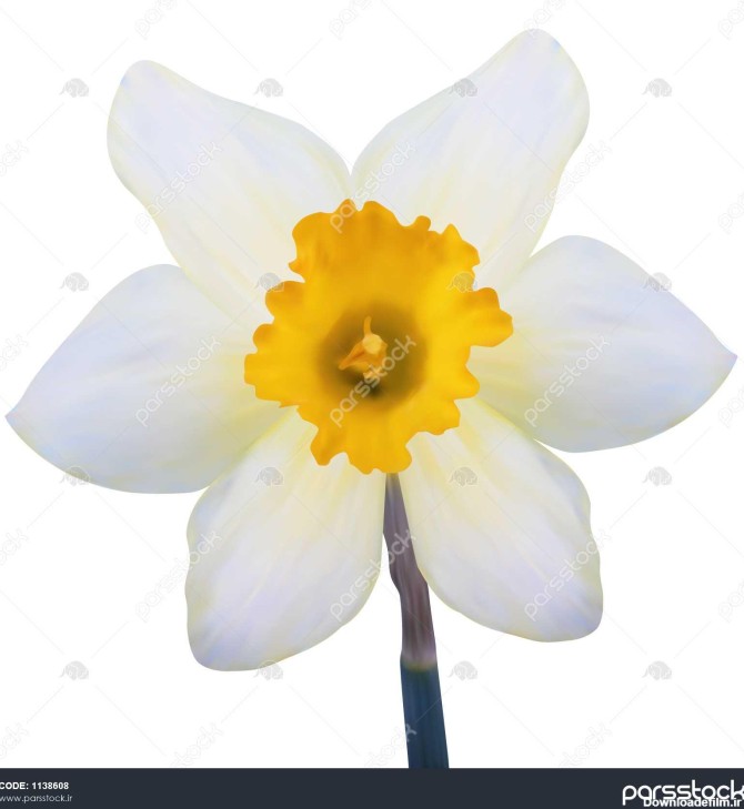 po واقعی ilration گل گل نسترن زرد جدا شده بر روی 1138608