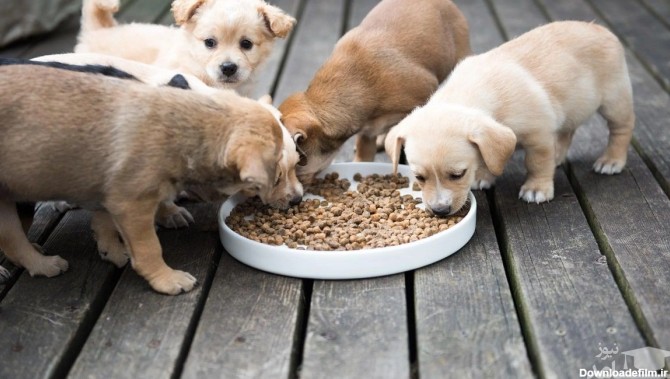 بهترین غذای توله سگ در حال رشد چیست؟