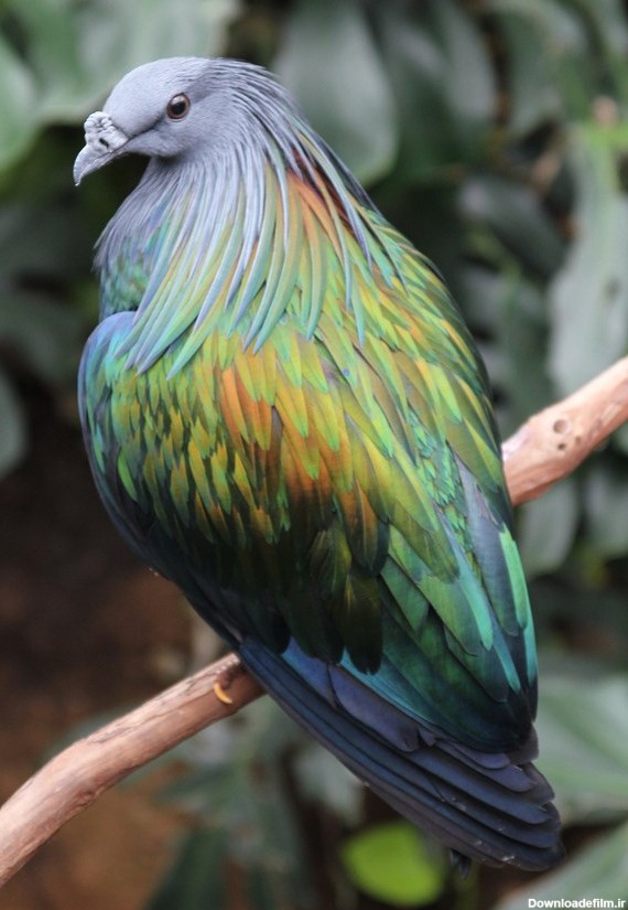 عجیب ترین پرنده هایی که تا به حال دیده اید (تصاویر)