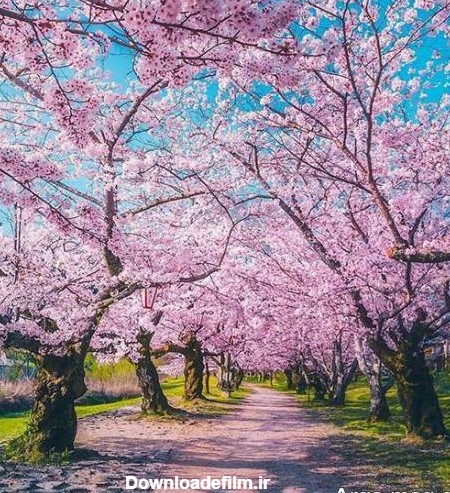 ۶۰ عکس فصل بهار و زیبایی های این فصل
