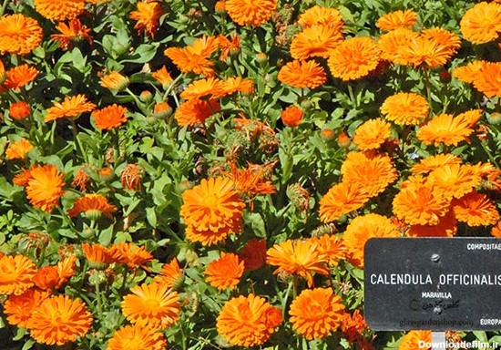 خرید بذر گل همیشه بهار دارویی - Calendula officinalis - فروشگاه گلس گاردن