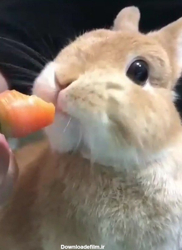 هویج خوردن خرگوش کیوتــــ