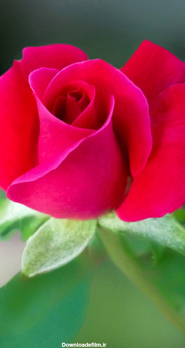 عکس استوری گل های زیبا و رنگارنگ اینستاگرام + متن و جملات انرژی بخش