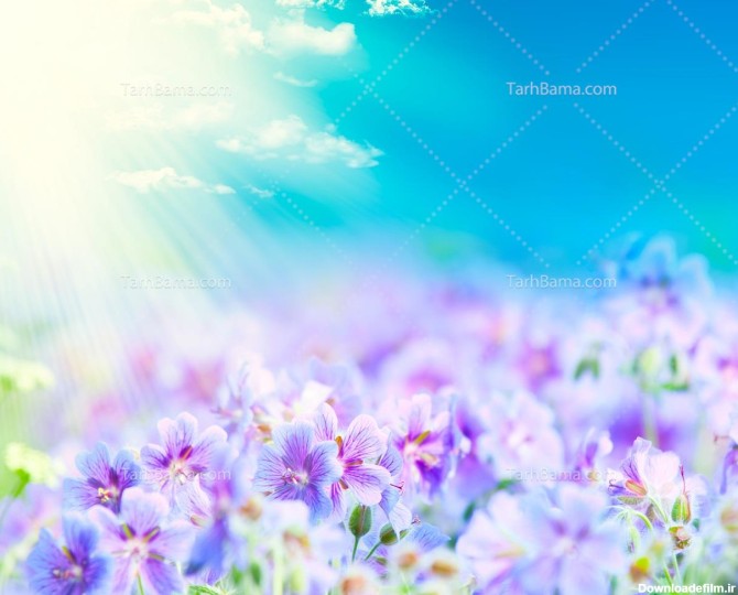 تصویر با کیفیت بسیار زیبای دشت پر از گل بنفشه