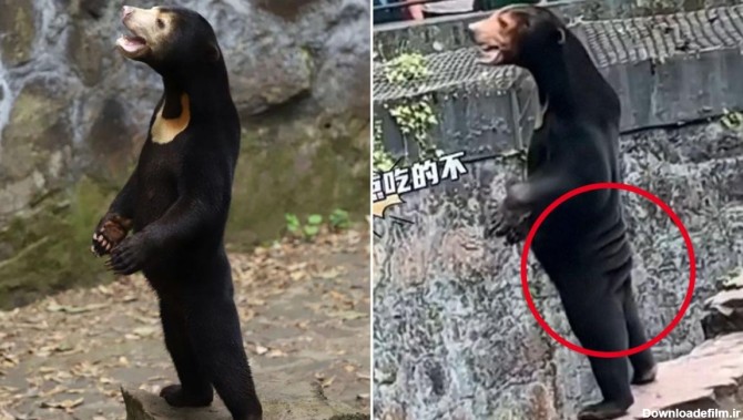 ماجرای خرسی انسان نما در یکی از باغ‌وحش های چین چیست؟ + ویدیو