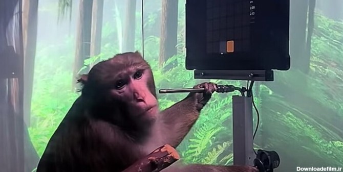 فرارو | پیوند شگفت‌انگیز مغز میمون با کامپیوتر در چین