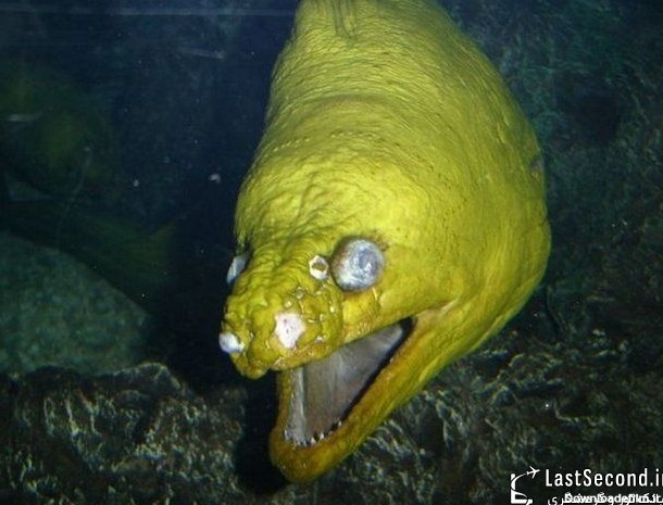زشت ترین و بدریخت ترین ماهی های دنیا + تصاویر | لست‌سکند