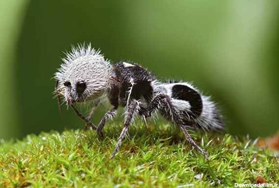 مورچه‌های پاندا - اسپوتنیک افغانستان