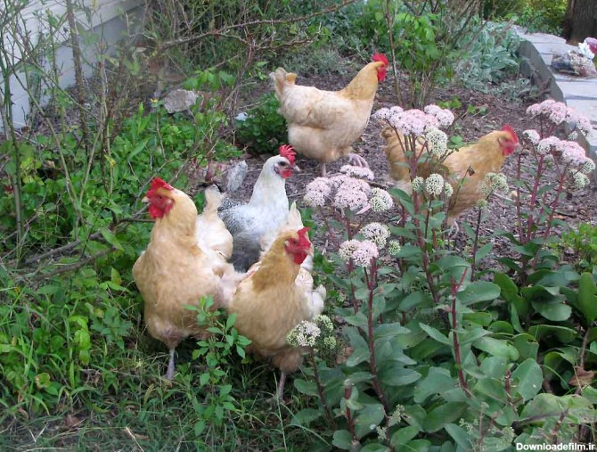 تولید کود با پرورش مرغ بومی