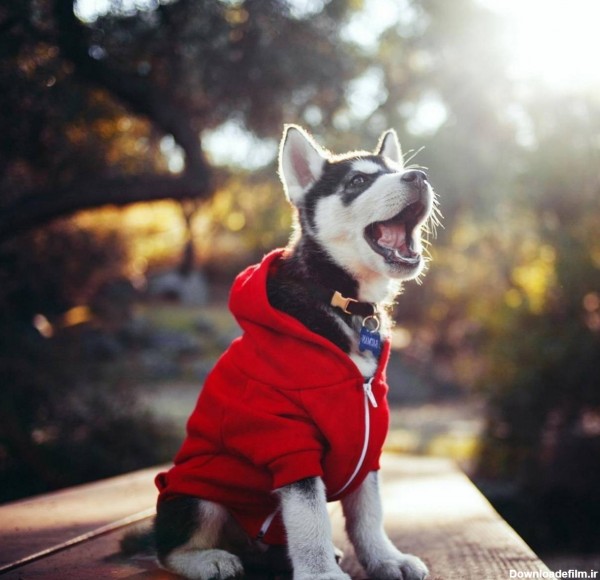 عکس زمینه سگ هاسکی با لباس پس زمینه | والپیپر گرام