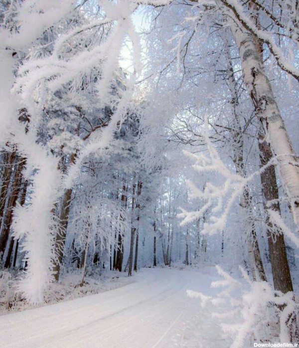 جاده برفی،جنگل برفی//سرد - عکس ویسگون