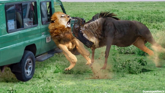 کلیپ حیوانات وحشی 2021 || حمله کردن شیر ها به حیوانات