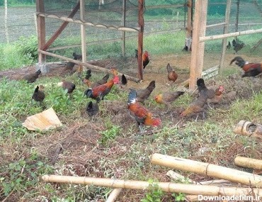 پرورش مرغ بومی در مرنع آزاد