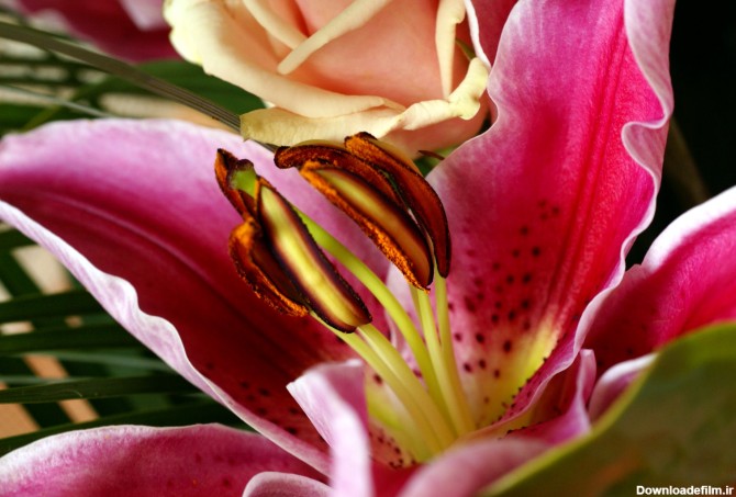 لیلیوم گلی بسیار زیبا