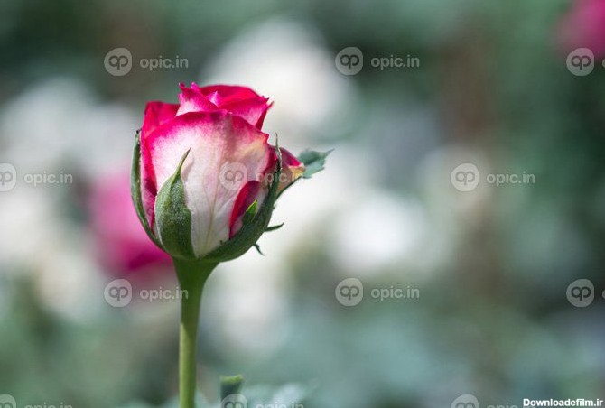 دانلود عکس گل رز با پس زمینه تار طبیعت در فضای باز | اوپیک