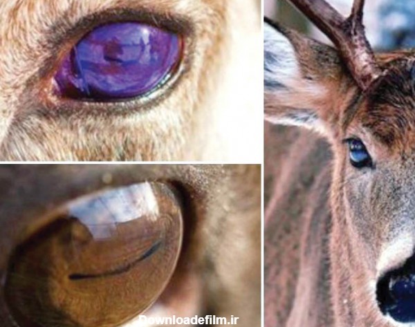رنگ چشم این حیوان با توجه به فصل عوض می‌شود +عکس