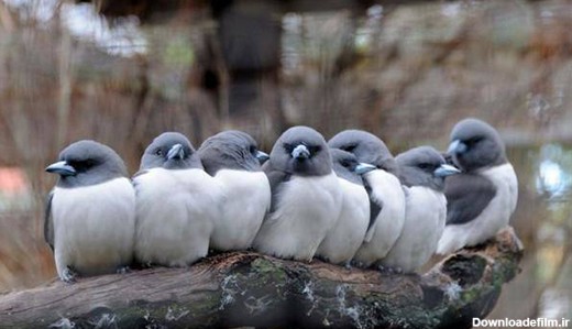 عکس‌های زیبا از دنیای پرندگان