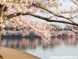 منظره ی دریاچه و شکوفه های گیلاس