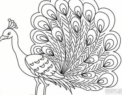 عکس طاووس ساده برای نقاشی