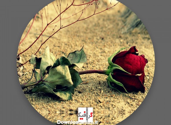 عکس پروفایل اینستاگرام دخترونه گل رز خشک شده که بر روی خاک افتاده ...
