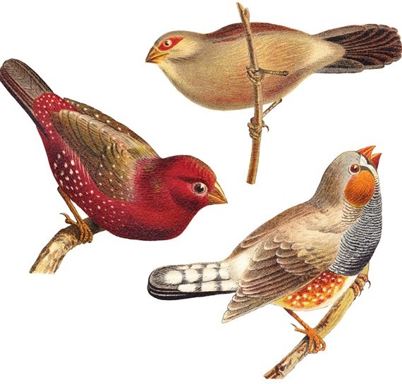 عکس با کیفیت از سه پرنده زیبا بصورت نقاشی شده با فرمت jpg