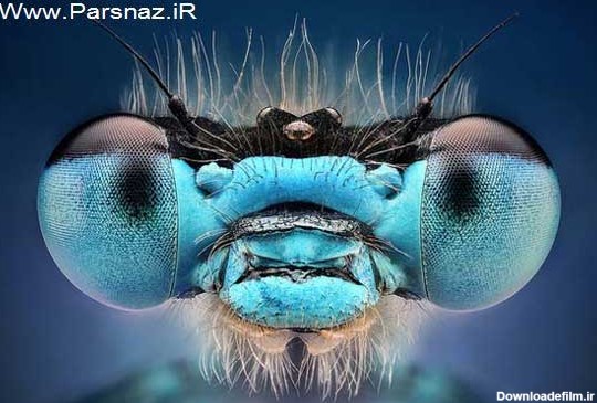 تصاویر از چشم های حشرات اطلاعات جالب