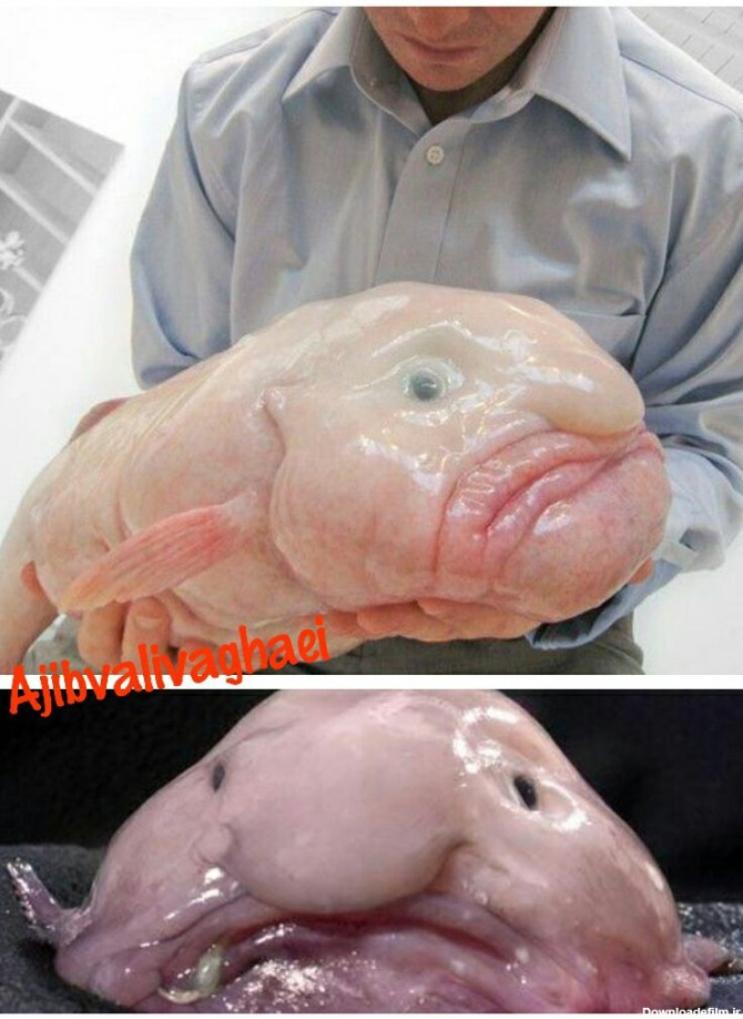 ماهی حبابی زشت ترین ماهی جهان است