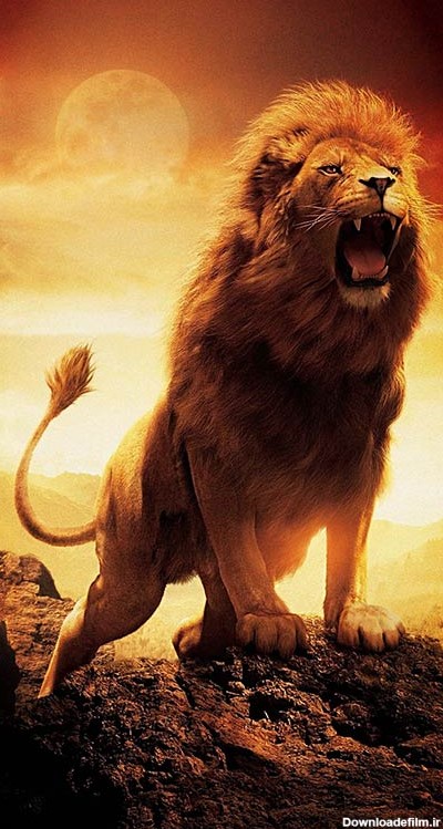 مجموعه تصویر زمینه جذاب و با کیفیت شیر سلطان جنگل lion | فریپیکر