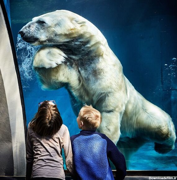 خرس قطبی در پارک - اسپوتنیک ایران