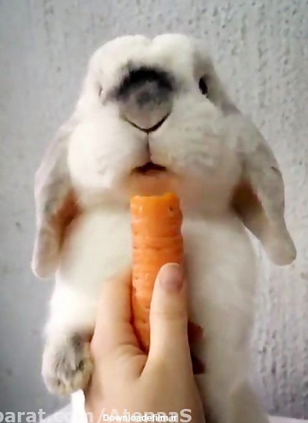 هویج خوردن خرگوش❤