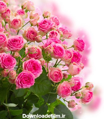 دانلود عکس با کیفیت از دسته گل های زیبای رز صورتی با فرمت jpg