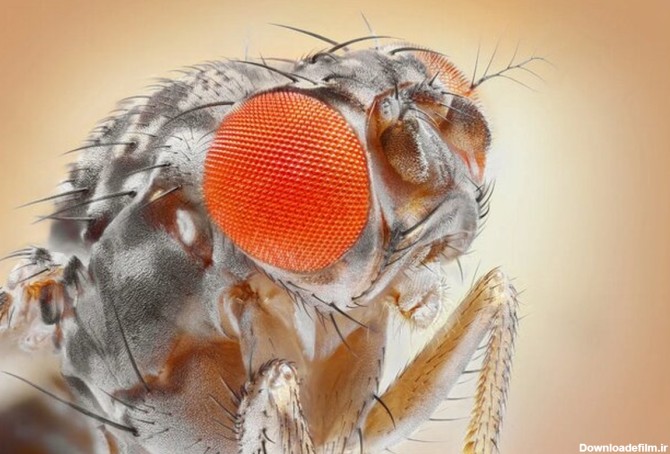 این مگس ها نمی‌توانند چشم خود را حرکت بدهند! | پایگاه خبری ...
