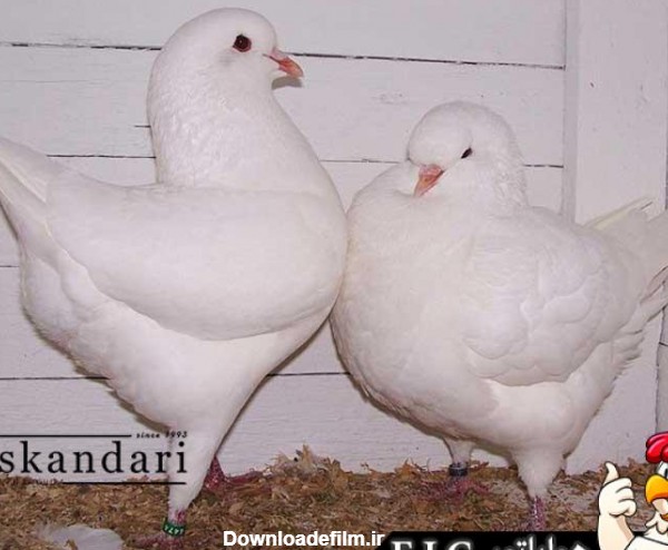پرورش و نگهداری از کبوتر : نژادهای کبوتر