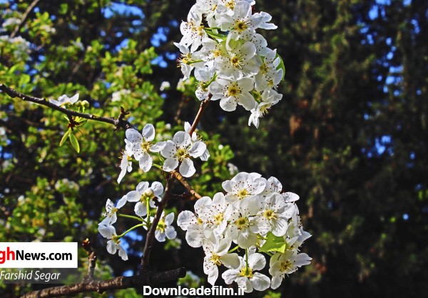 شکوفه‌های درختان گلابی به روایت تصویر