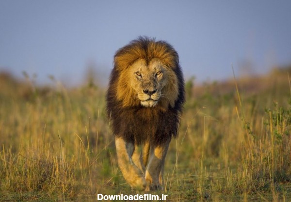 خبرآنلاین - تصاویر | شیر شاه واقعی!