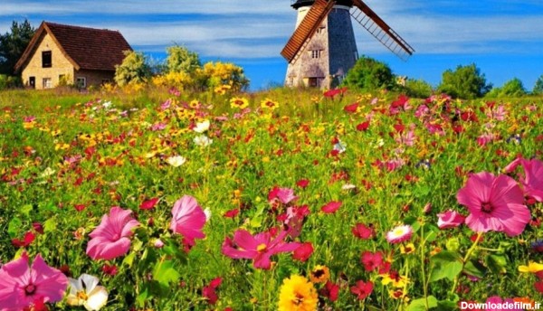 مزرعه زیبای بهاری با گل های رنگارنگ در یک نمای HD