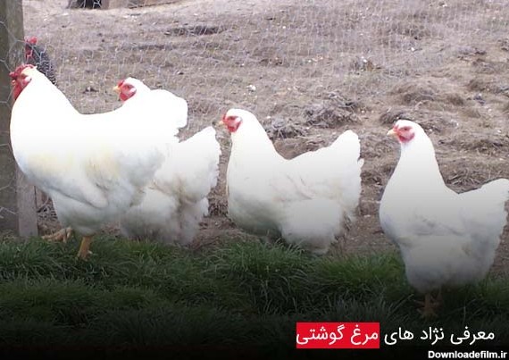 مرغ گوشتی - نژاد های مرغ گوشتی و اصلاح نژاد در آن ها