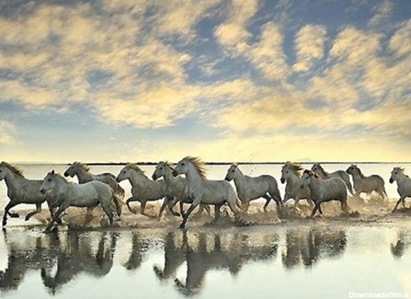 تصاویر اسب های سفید وحشی در فرانسه - تسنیم