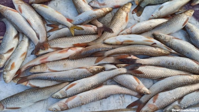 قاتلان ماهی‌های رودخانه‌ای در شوشتر زمین گیر شدند