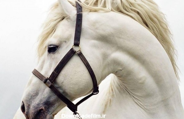 گالری عکس اسب سفید زیبا و دیدنی از نژادهای مختلف