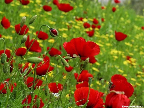 طبیعت زیبا همراه با گل‌های رنگارنگ در "اوز" تصاویر