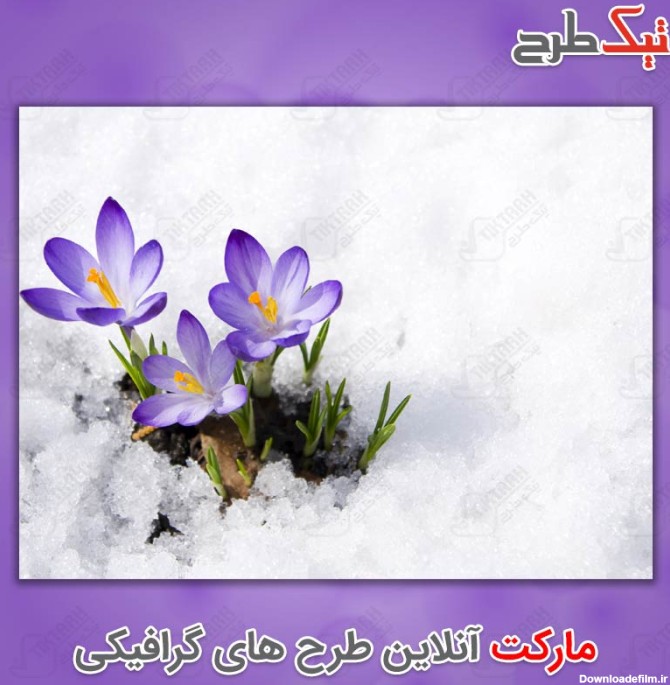 دانلود عکس گل های زعفران در میان برف و یخ | تیک طرح مرجع ...