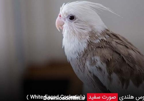 عروس هلندی صورت سفید ( White Faced Cockatiel ) - چیکن دیوایس