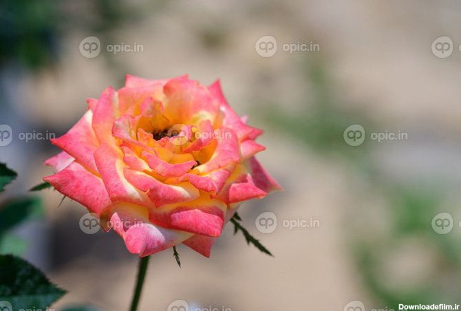 دانلود عکس گل رز از نزدیک با پس زمینه طبیعت تار در | اوپیک